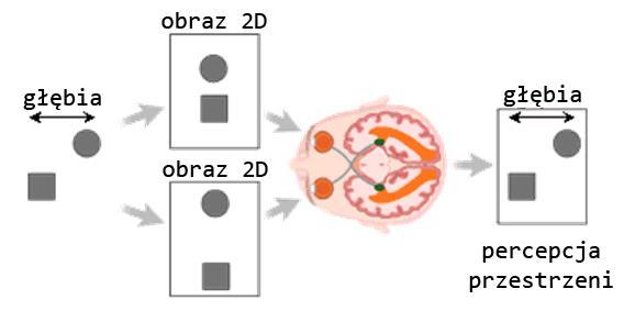 Percepcja trzeciego wymiaru Ze względu na sposób łączenia obrazów