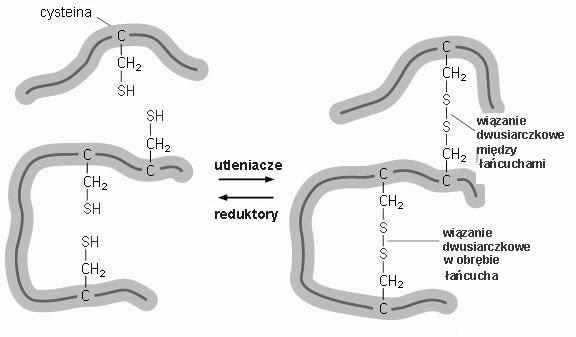 (wiązaniem N-glikozydowym) dojrzewanie oligosacharydów - enzymy glikozylujące ER - tworzenie wiązań