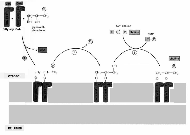 biosynteza lipidów (fosfoglicerydów) Fosfataza cholinowa Transferaza acylowa Transferaza