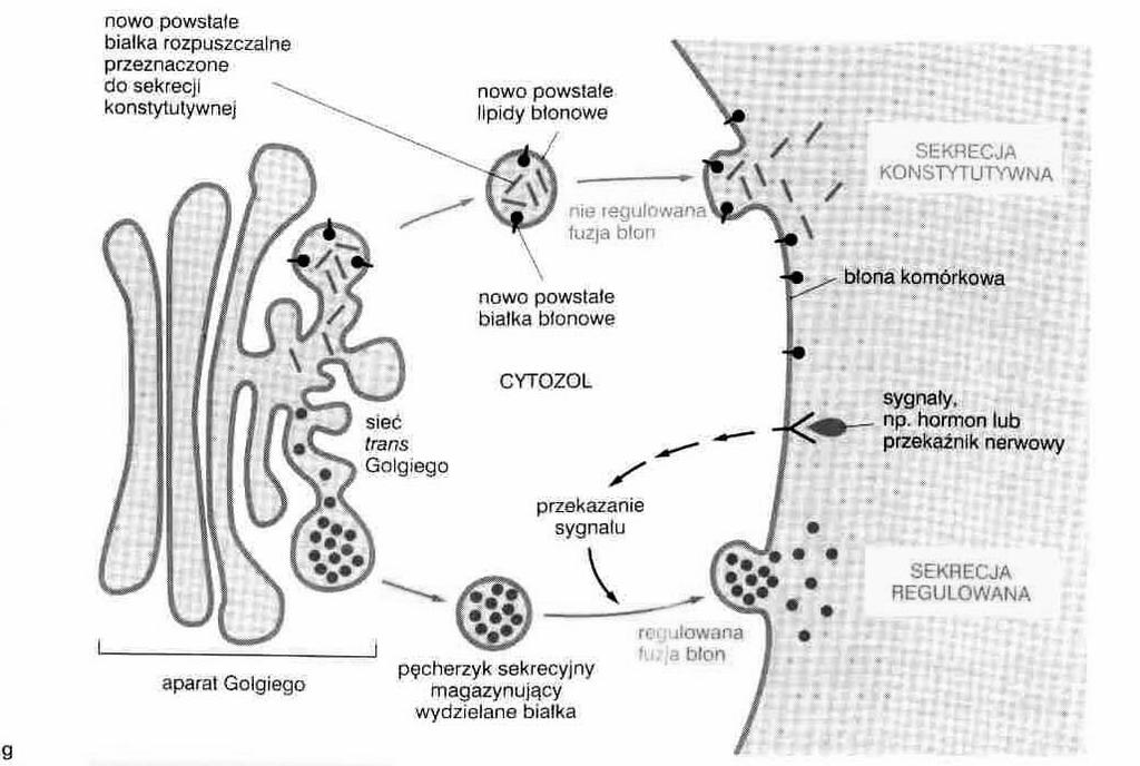 transport pęcherzykowy białek sekrecyjnych i do błony komórkowej szlak podstawowy Filmy 15.9 i 15.