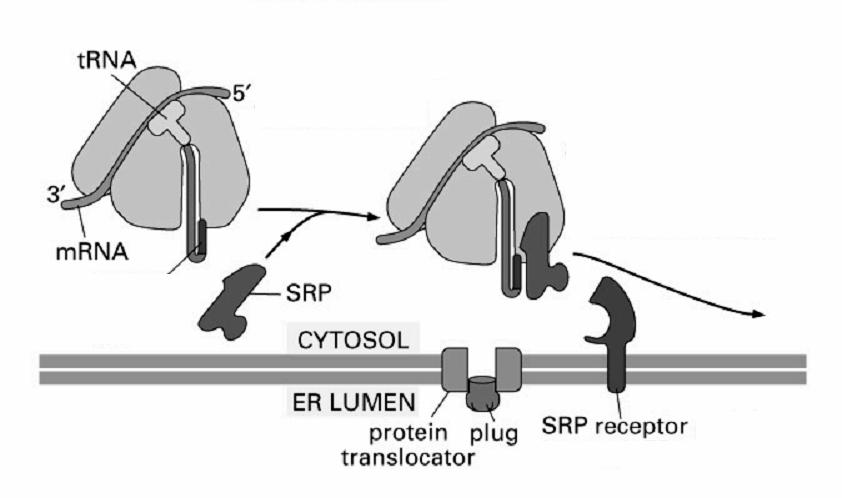 Kotranslacyjne przemieszczanie białek Sekwencja Sygnałowa 15-35 aminokwasów (7-20 hydrofobowych) ER