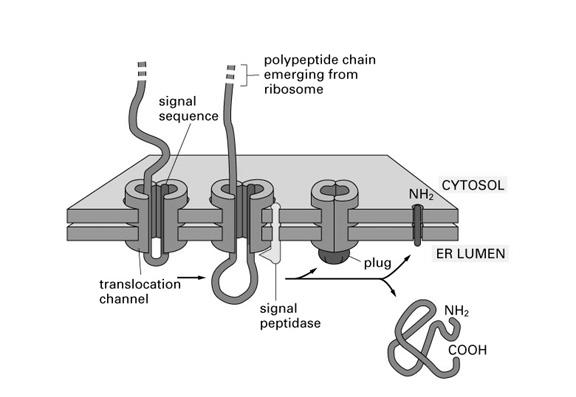 białka do ER 2 podjednostki GTP-aza Sec 61 α, β, χ związanie rybosomu z