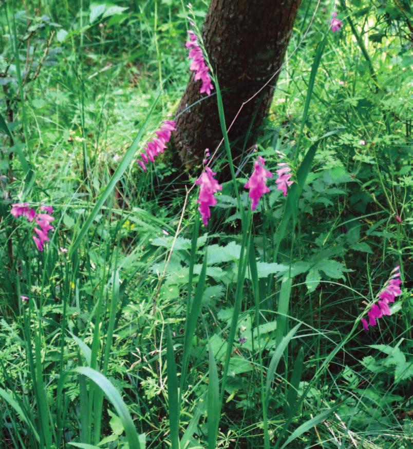 K. Piórek i J. Krechowski Gladiolus imbricatus w Nadbużańskim Parku Krajobrazowym Ryc. 2. Mieczyk dachówkowaty Gladiolus imbricatus w rezerwacie przyrody Biele (27.06.2008 r.; fot. J. Krechowski) Fig.
