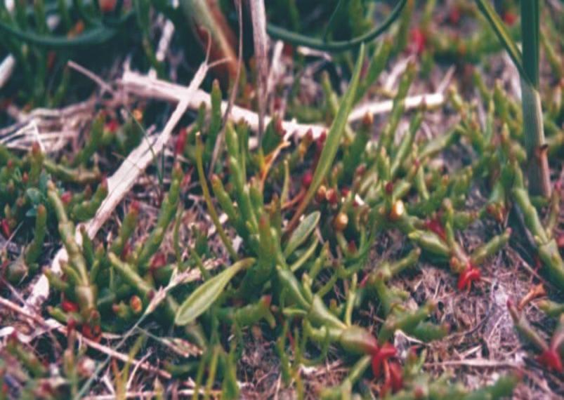 Chrońmy Przyr. Ojcz. rocznik 65, zeszyt 3, 2009. Ryc. 1. Soliród zielny Salicornia europaea w rezerwacie Słone Łąki we Władysławowie (lipiec 2004 r.; fot. K. Wszałek-Rożek) Fig. 1. Salicornia europaea in the Słone Łąki nature reserve in Władysławowo (July 2004; photo by K.