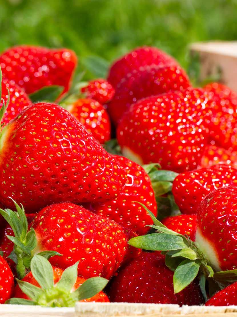 PRO HORTI SiMAX Krzemowo - algowy produkt podnoszący naturalną odporność roślin oraz zwiększający twardość i trwałość owoców i warzyw.