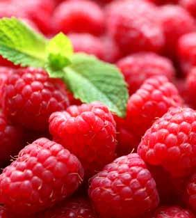Specjalna formuła mrówczanu wapnia z aminokwasami Pro Horti mrówca jest formułowanym mrówczanem wapnia z