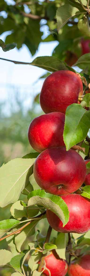 PRO HORTI PLUS NPK PLUS P PLUS K PLUS PK Nowoczesne nawozy dolistne NPK wzbogacone mikroelementami, wyprodukowane w technologii FAST DIRECTION Krystaliczne nawozy Pro Horti Plus zostały wyprodukowane
