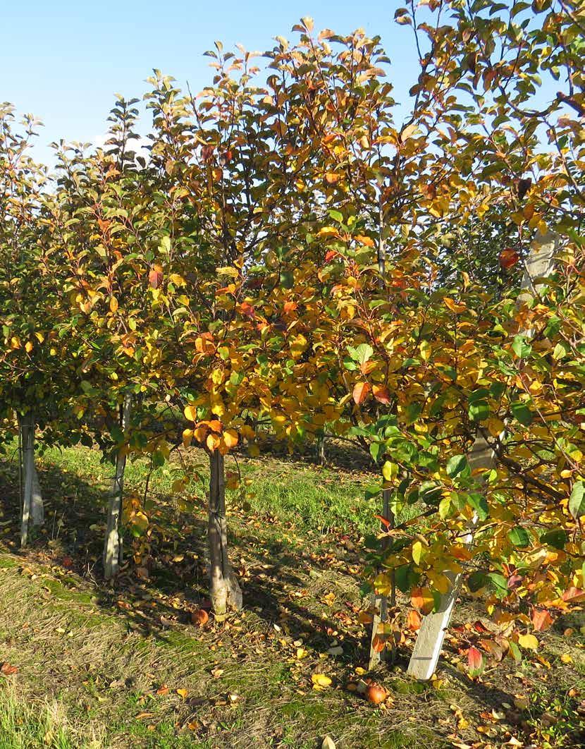 PRO HORTI PLUS Zn+B Nowoczesny nawóz dolistny cynkowo-borowy z aminokwasami, wyprodukowany w technologii FAST DIRECTION.