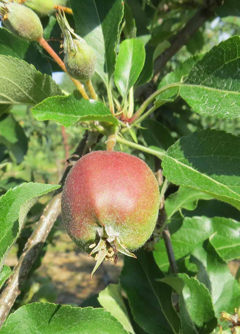 Pro Horti Amino Max zawiera 20 najważniejszych L-aminokwasów uzyskanych w drodze hydrolizy enzymatycznej.