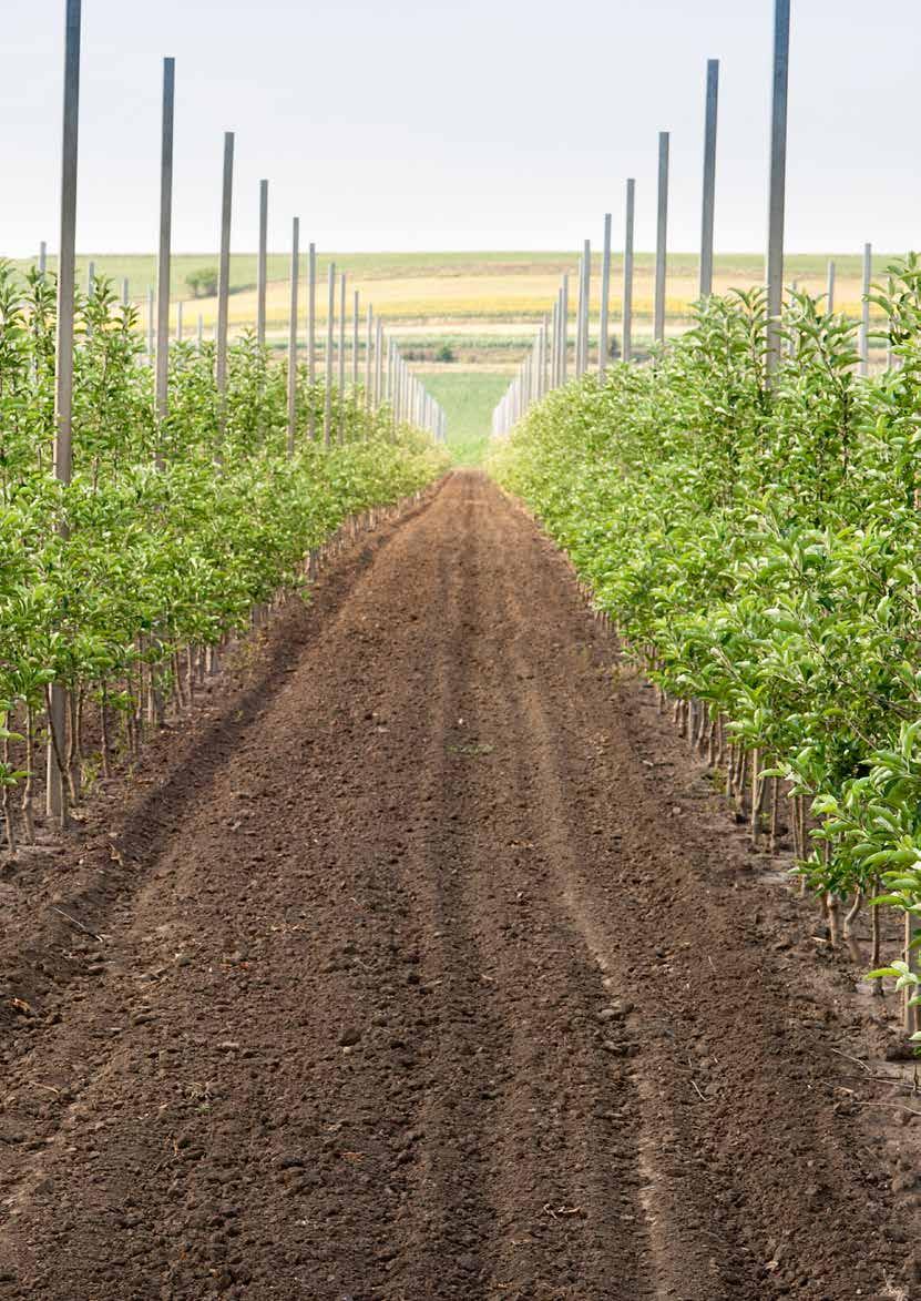 Nawóz organiczny APOL-HUMUS to wysoka skuteczność działania kwasów humusowych w uprawach ogrodniczych APOL-HUMUS jest połączeniem kwasów humusowych i polimerów chitozanu, łącząc w sobie wszystkie