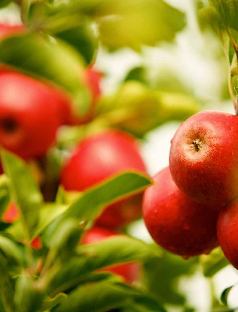 SILWETPRO n zwiększa przyczepność, zapobiega zmywaniu n zmniejsza napięcie powierzchniowe, substancja przemieszcza się nawet na nieopryskiwane części roślin właściwości pełzające n system kontroli