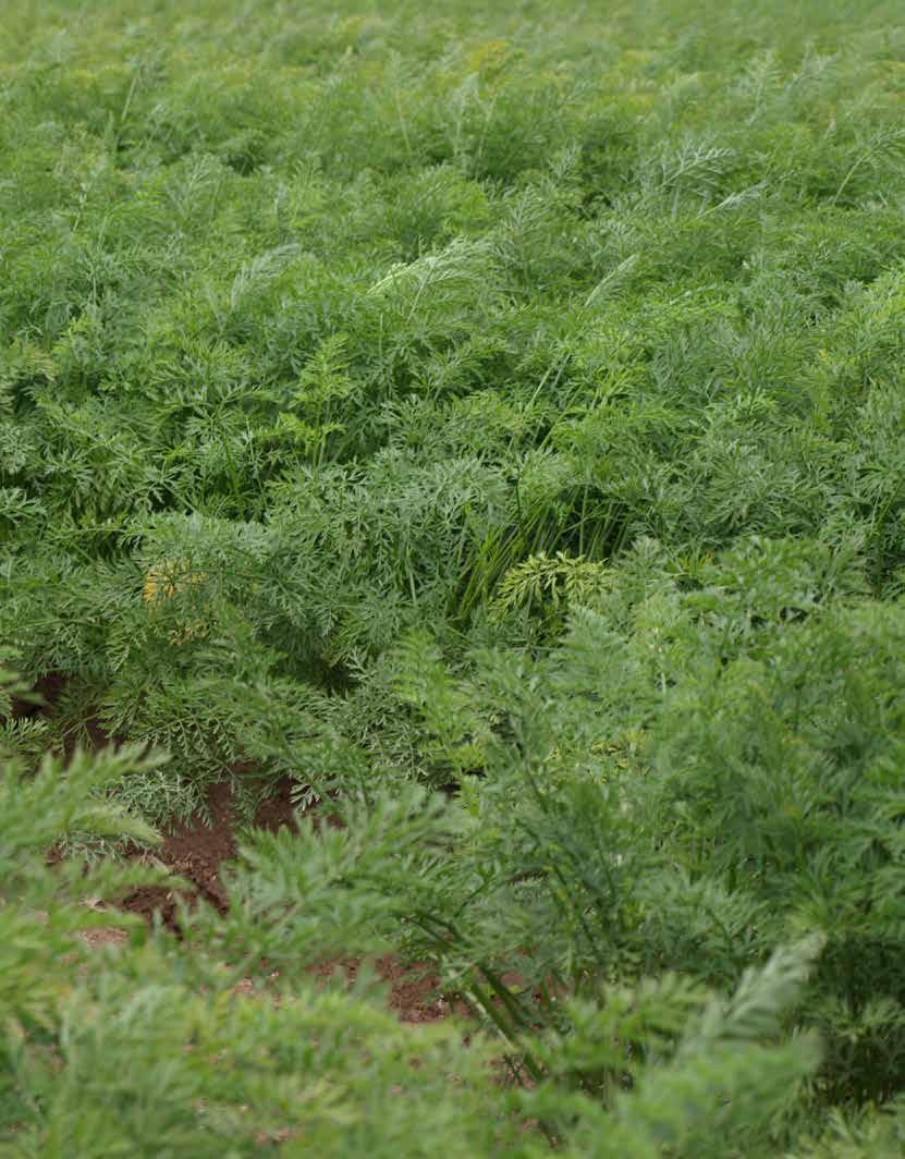 NEMATADO BIOCONTROL Preparat mikrobiologiczny do zmniejszania ilości roślin opanowanych przez nicienie w różnego typu uprawach warzywnych i ziemniaczanych PRZEZNACZENIE W przypadku warzyw