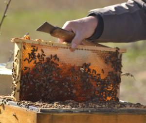 .pl https://www..pl W zdumienie wprawia widok pszczelarza, który gołymi rękoma pracuje przy ulu. Czy pszczelarz może sobie pozwolić na taki brak środków ostrożności?
