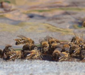 .pl https://www..pl Wówczas nie błądzą. Jak funkcjonuje pszczela rodzina? Każda pszczoła musi znać swoje miejsce w rodzinnej hierarchii. Pszczela rodzina liczy około 30 tysięcy pszczół.