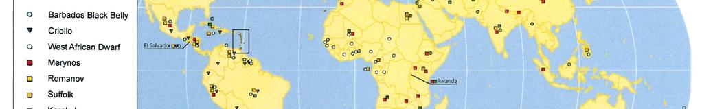 Niektóre afrykańskie rasy bydła, takie jak Tuli i Africander, rozprzestrzeniły się w Australii i obu Amerykach.