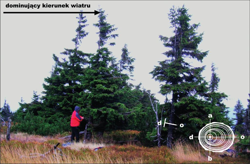 Wprowadzenie Wiatr jest jednym z czynników klimatycznych silnie warunkujących wzrost drzew.