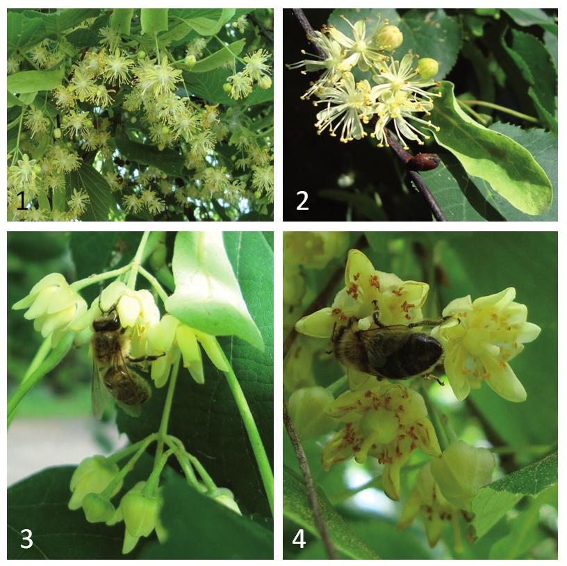 Vol. 54 No. 2 2010 Journal of Apicultural Science 105 Photographs Captions: Phot.