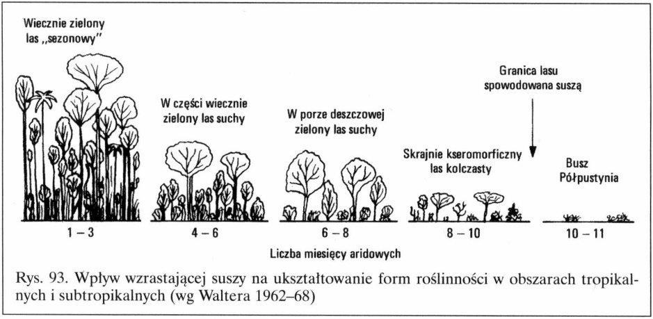 Szymański S.
