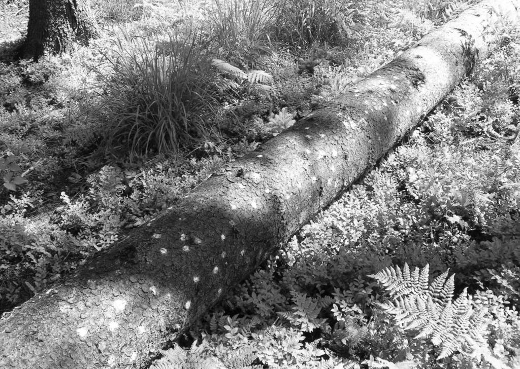 182 Fot. 2. Drzewo pułapkowe z zaznaczonymi wgryzieniami I. typographus (L.) i P. chalcographus (L.) (fot. R. Cebrat) Trap tree with marked I. typographus (L.) and P. chalcographus (L.) bites (photo R.