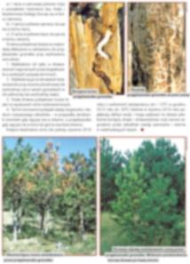 THREAT TO OAK AND PINE