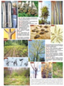 Forest Protection