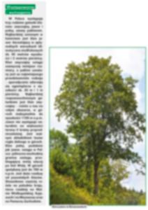 Forest Protection Wojciech