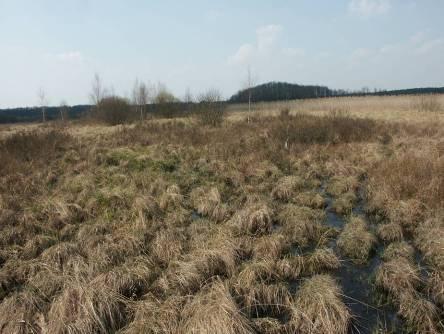 roślinnych typowych dla siedliska 7230 w granicach torfowiska Młodno stwierdzono występowanie płatów bobrka trójlistkowego i torfowca obłego Menyantho-Sphagnetum teretis oraz mechowiskową postać