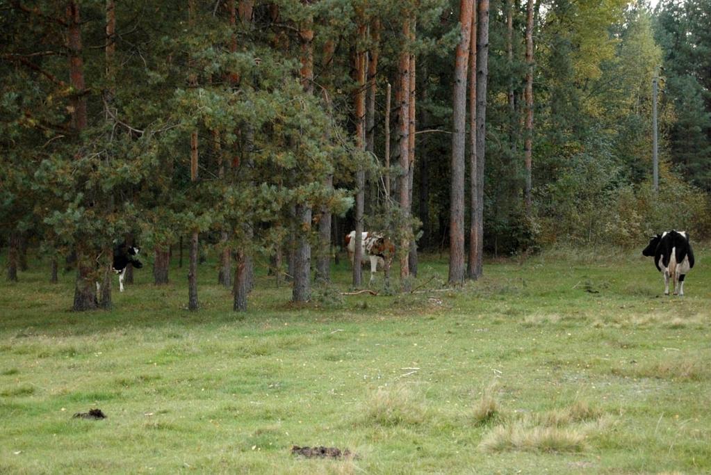 Puszcza Białowieska dziedzictwo