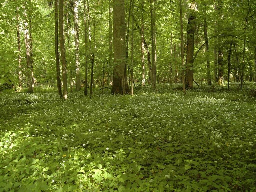 Kształtowanie się i wiek zbiorowisk leśnych oraz