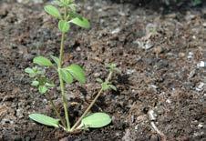 Fluroksypyr blokuje hormony roślinne odpowiedzialne za wzrost roślin. 2,4-D wstrzymuje rozwój tkanki merystematycznej odpowiedzialnej za rozwój chwastów.