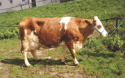 The sustainability challenge to the dairy sector The growing importance of non-cattle milk production worldwide. Int. Dairy J., 24 (2): 50 56. Forum mleczarskie (2014). IFCN Dairy Report (2014).