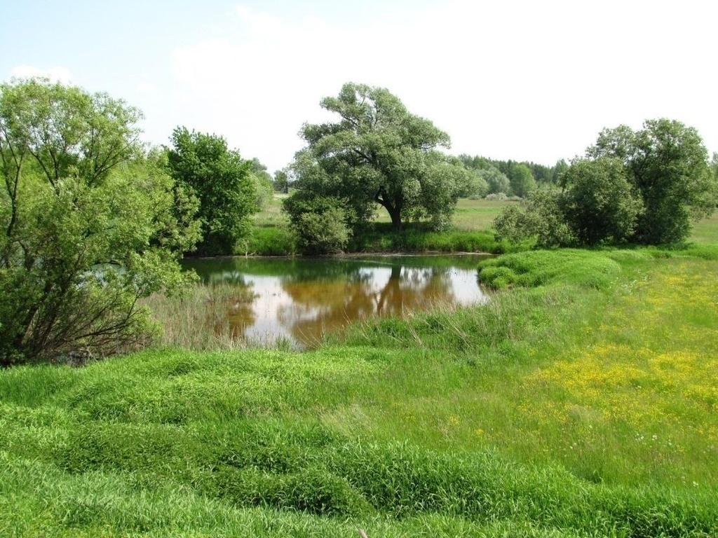 https://pl.wikipedia.org Zadrzewienia śródpolne zbiorowiska roślinne, składające się z rosnących w niewielkich grupach drzew i krzewów, między innymi brzóz, osik, grabu, tarniny, mirabelki i innych.