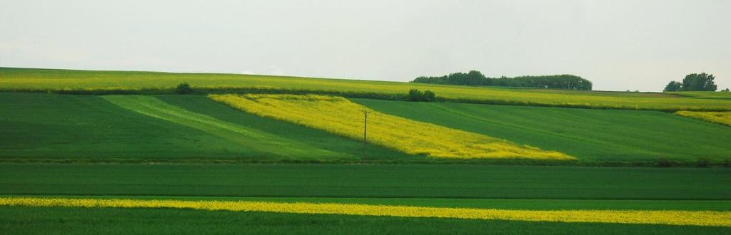 Remizy śródpolne to położone na terenach rolniczych zazwyczaj niewielkie powierzchniowo obszary pokryte drzewami, krzewami i inną roślinnością zapewniającą zwierzętom dziko żyjącym korzystne warunki