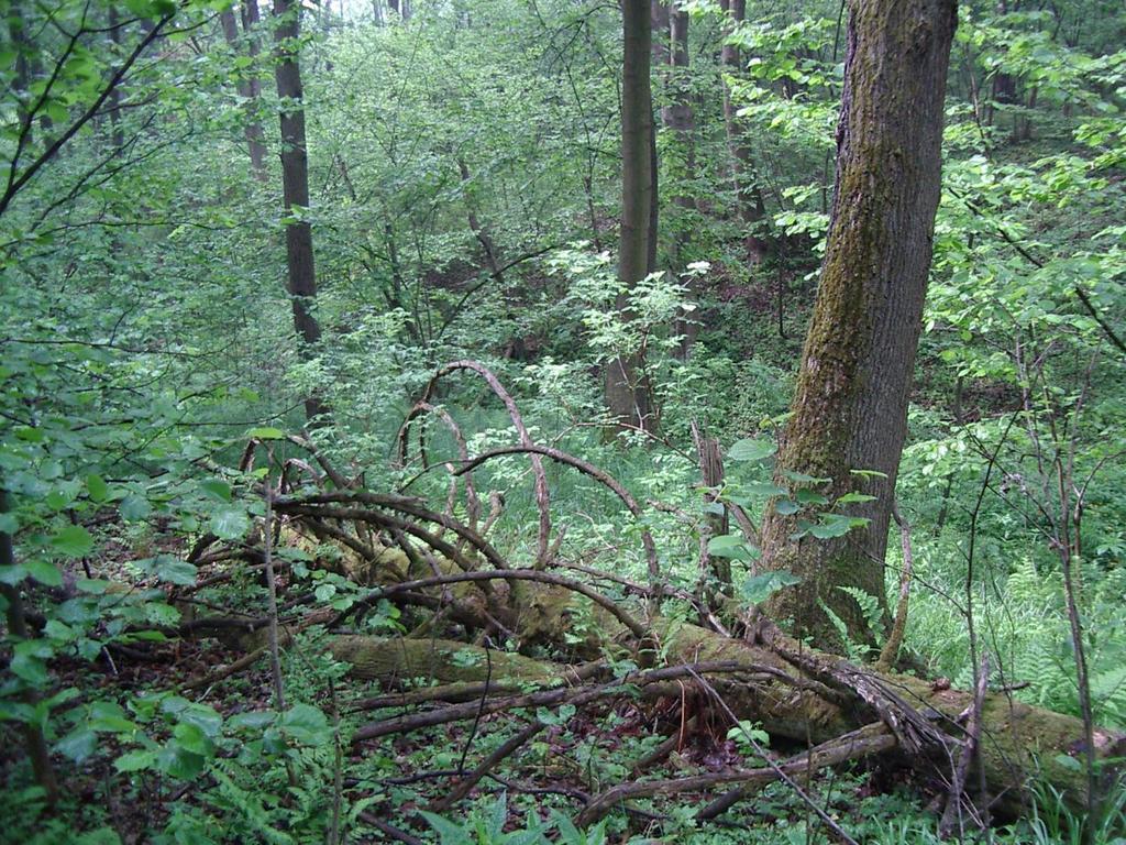 Piętro pogórza do 550 m 
