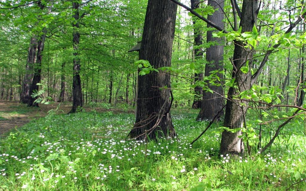 Charakterystyka grądów GRĄDY wielogatunkowe lasy liściaste