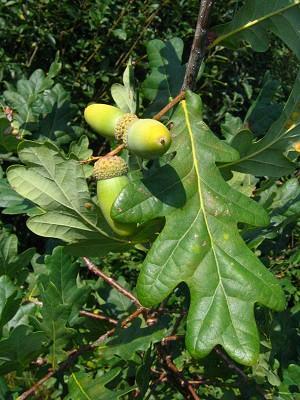 Drzewa Carpinus