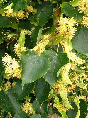 pospolity Quercus
