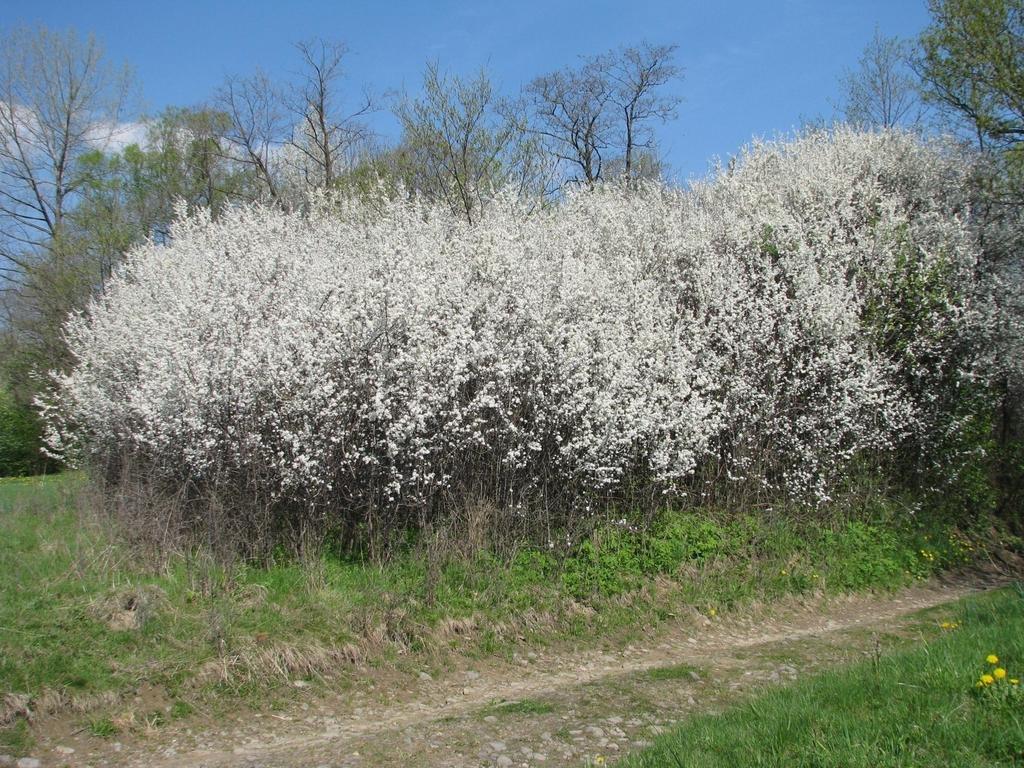 Śliwa