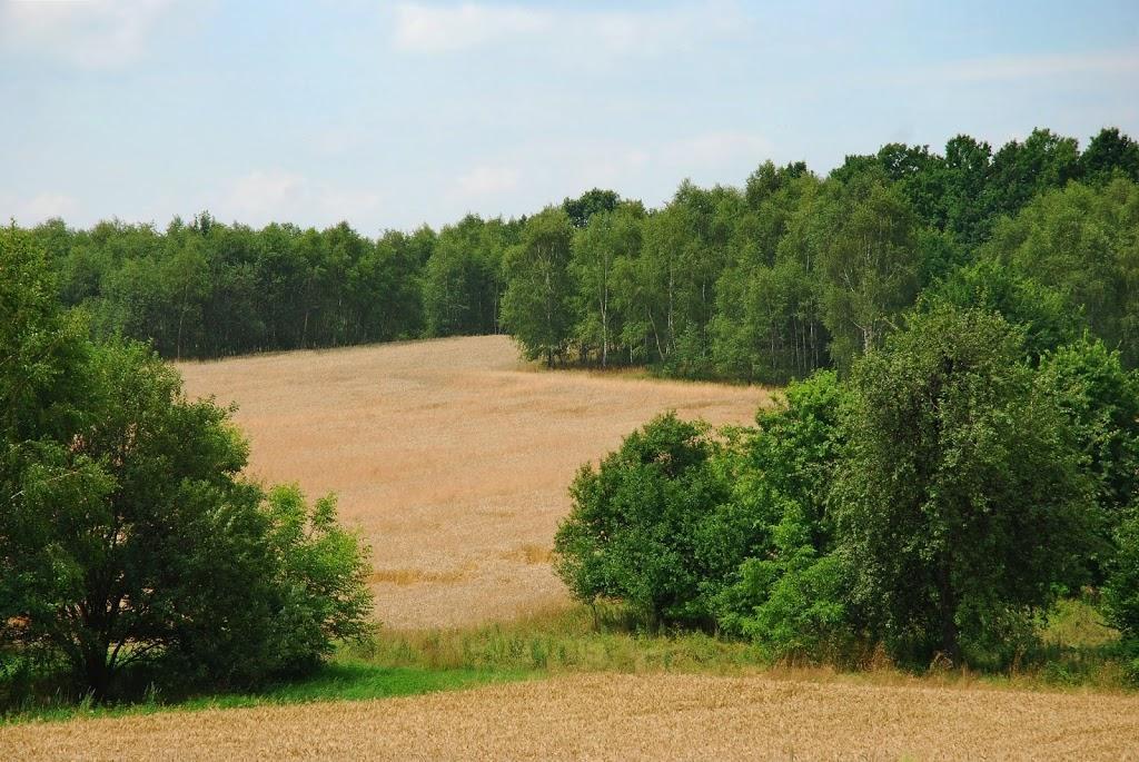 Najważniejszą, nadrzędną funkcją zadrzewień w krajobrazie rolniczym jest funkcja biocenotyczna (ekologiczna) Zadrzewienia modyfikują istotnie większość ważnych składowych mikroklimatu przyległych pól