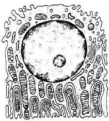 (jasne) i wstawkowe (ciemne) Cewka zbiorcza Komórki
