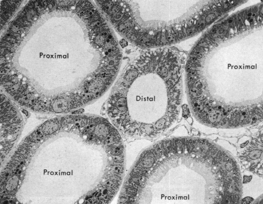 nabłonek sześcienny śródbłonek komórka mezangialna