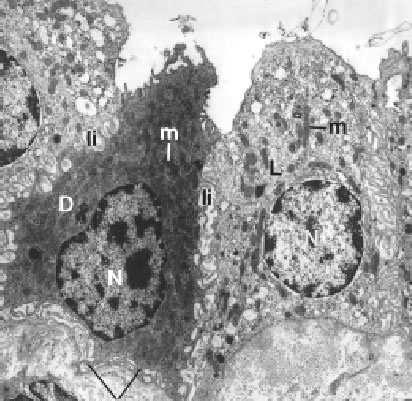 Komórki kanalika łączącego i cewki zbiorczej Komórki główne (jasne) przypodstawne wpuklenia błony komórkowej ostateczne zagęszczenie moczu