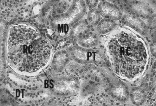 (ciemne) w cewce zbiorczej tylko w odcinku korowym liczne mitochondria monitorują zewnątrz- i wewnątrzkomórkowe ph transportują jony H+ i