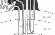 proste) - kanaliki dystalne (części kręte) - cewki zbiorcze - kan. proksymalne - kan. pośrednie - kan. pośrednie - kan. dystalne - kan.