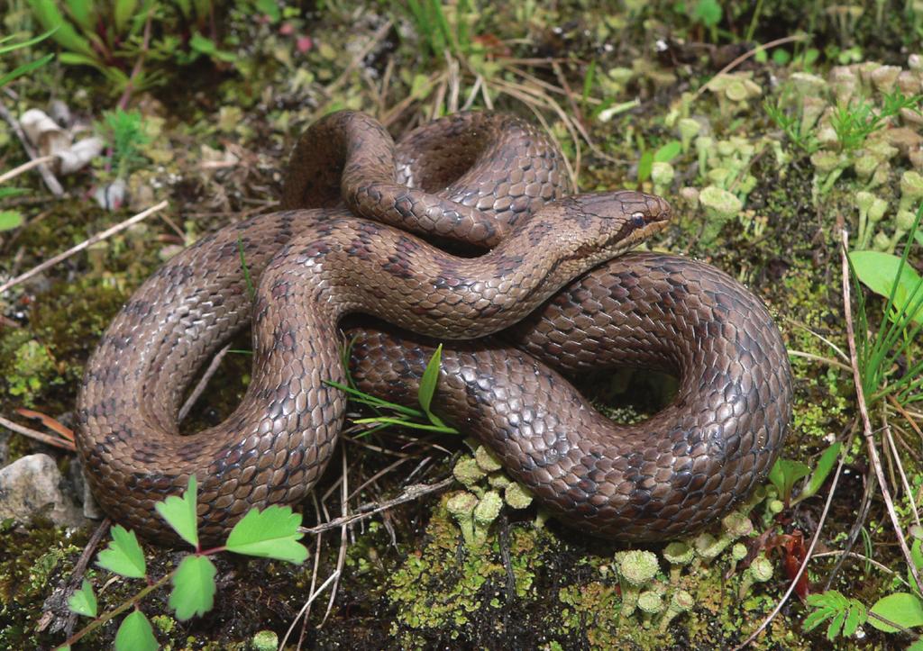 102 Ryc. 1. Gniewosz plamisty (dł ok. 50 cm) obserwowany w Ojcowskim Parku Narodowym w dniu 2. czerwca 2006 (fot. B. Wiśniowski).