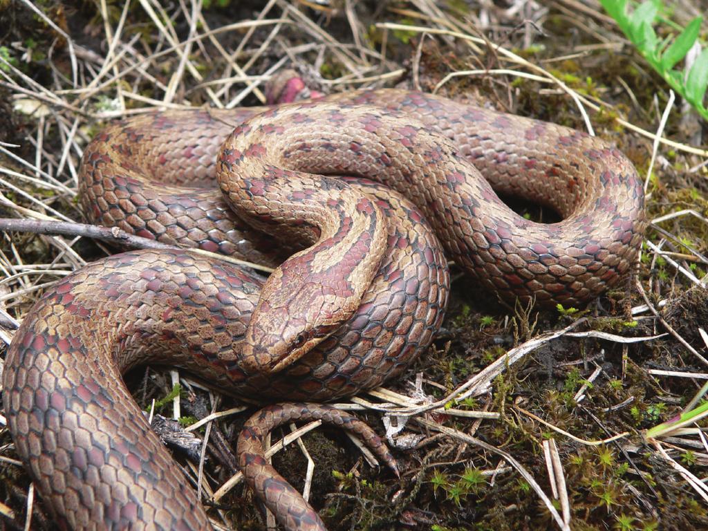 104 Ryc. 2. Gniewosz plamisty (dł ok. 60 cm) jeden z trzech okazów obserwowanych w Ojcowskim Parku Narodowym w dniu 3. czerwca 2006 (fot. B. Wiśniowski).