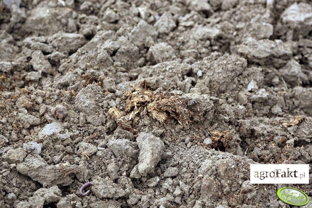 .pl https://www..pl Wykonanie analizy gleby nabiera szczególnego znaczenia przed siewem takich roślin, jak rzepak czy pszenica. (fot. AgroFoto.