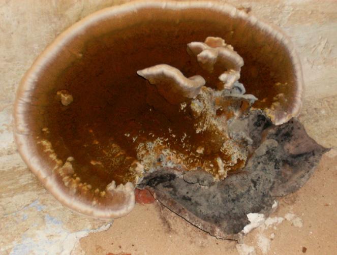 Biokorozji - wywoływanej przez jeden rodzaj czynników korodujących - czynniki biotyczne.