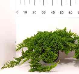 [jałowiec rozesłany] C3 80-100 60,00 148 Juniperus procumbens 'Nana' [jałowiec rozesłany] C2 25-30 8,00 Pa 80+, 1 x szczep.