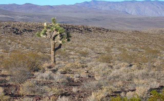 Pustynia Mojave Mojave (Mohave) pustynia w Stanach Zjednoczonych, położona w większości we wschodniej części stanu Kalifornia, a także w stanach Utah, Nevada i Arizona, w południowej